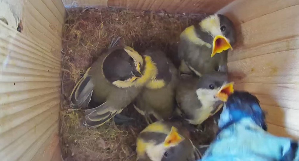 Vogelküken im Nistkasten