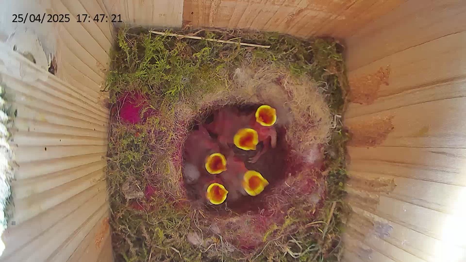 Muschitz Servers - Logo